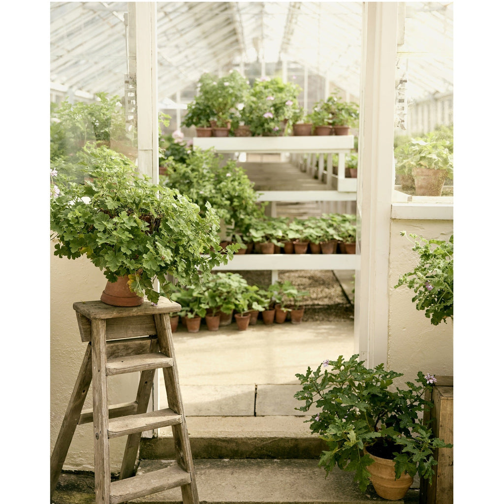 Graveolens Geranium Candle 320g